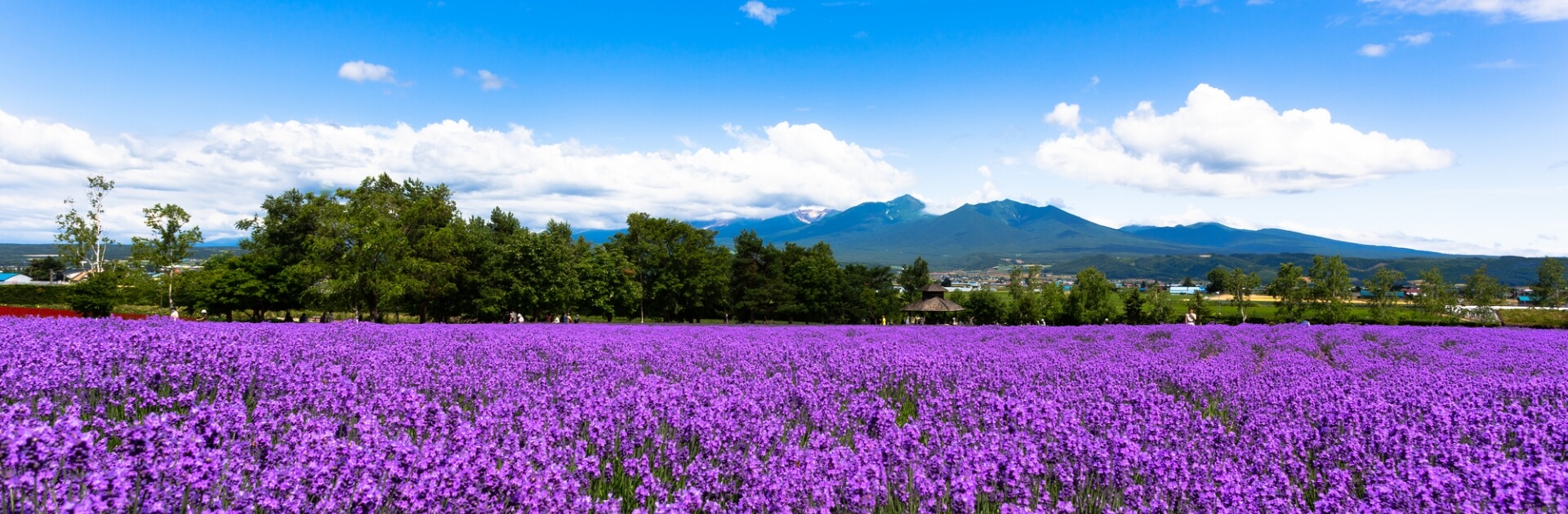 北海道美瑛与富良野　札幌出发　夏季赏花一日游