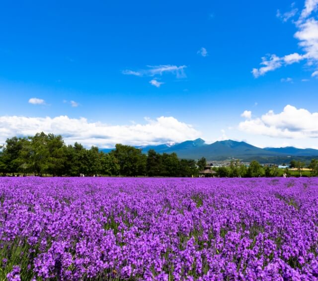 北海道美瑛与富良野　札幌出发　夏季赏花一日游