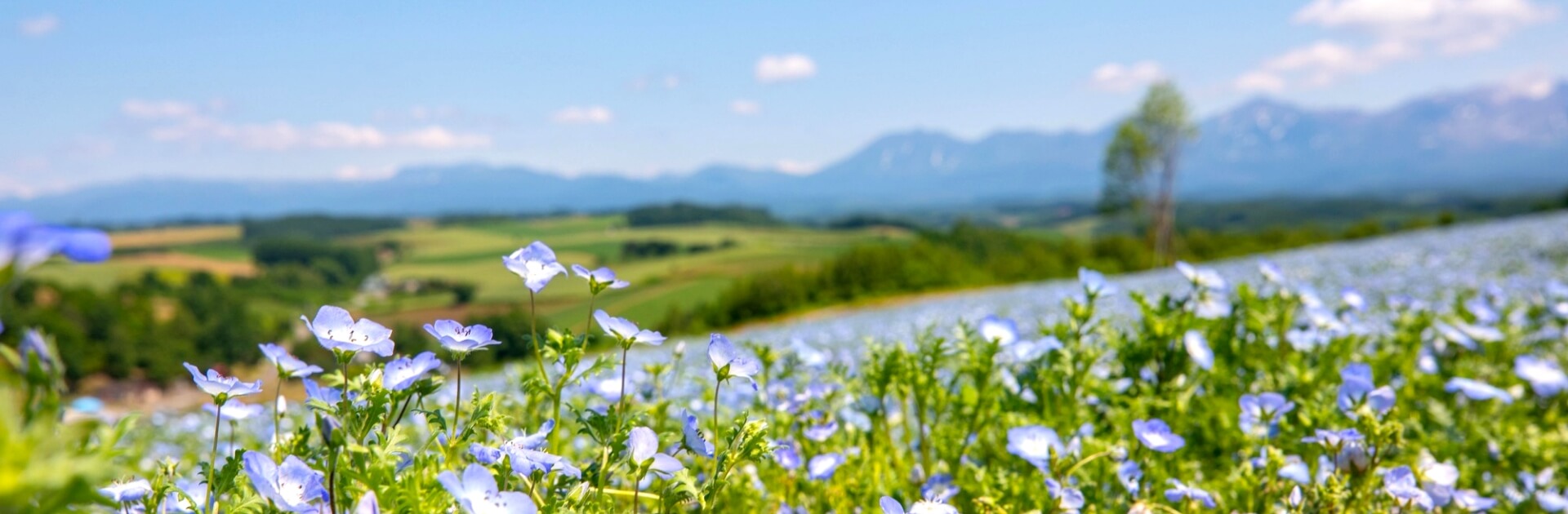 北海道美瑛与富良野　札幌出发　夏季赏花一日游