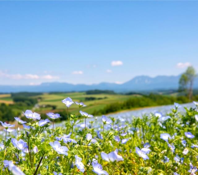 北海道美瑛与富良野　札幌出发　夏季赏花一日游