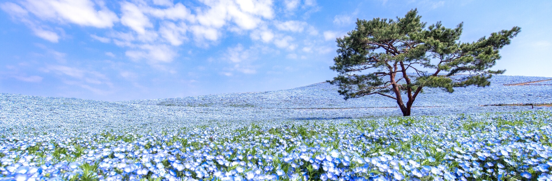 【新宿往返】春季赏花一日游足利花卉公园+常陆海滨公园