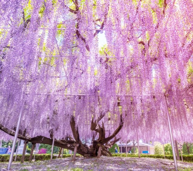 【新宿往返】春季赏花一日游足利花卉公园+常陆海滨公园