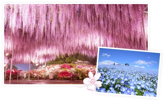 1-Day Ashikaga Flower Park & Hitachi Seaside Park Tour