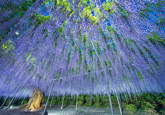 足利花卉公园