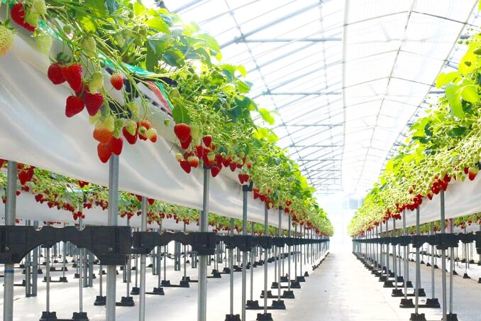 富士山中湖冬季巴士一日游