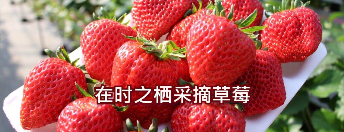 在时之栖采摘草莓