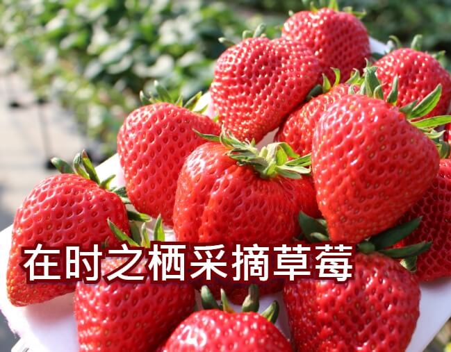 在时之栖采摘草莓