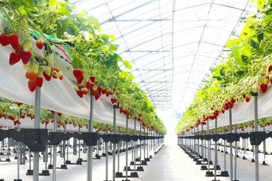 在时之栖采摘草莓