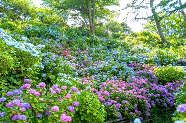 下田绣球花祭