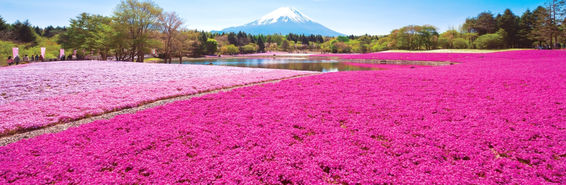 Mount Fuji Shibazakura Tour