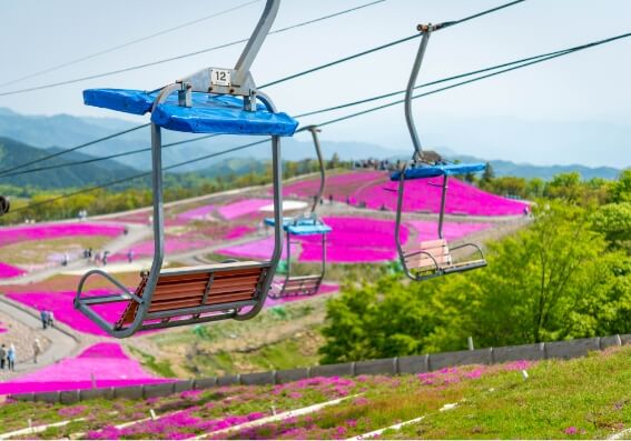 茶臼山高原　芝樱祭