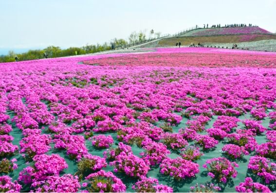 茶臼山高原　芝樱祭