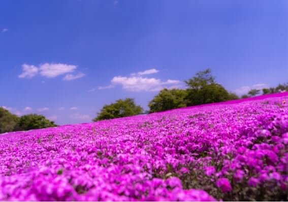 茶臼山高原　芝樱祭