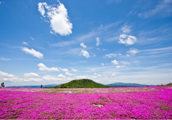 茶臼山高原　芝樱祭