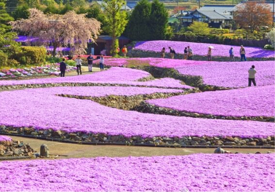 芝樱花卉地毯