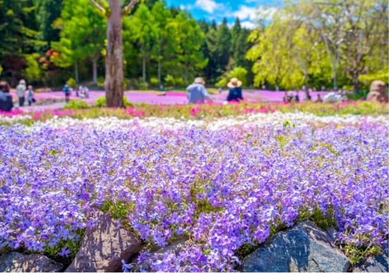 芝樱花卉地毯