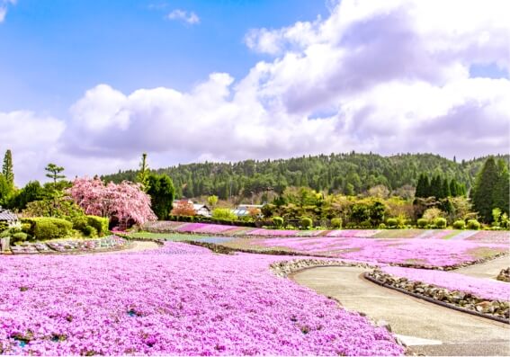 芝樱花卉地毯