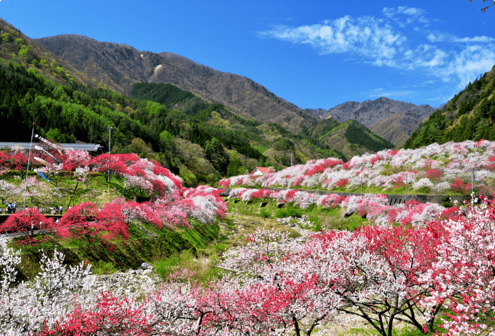 Hanamomo no Sato Peach Blossom Village