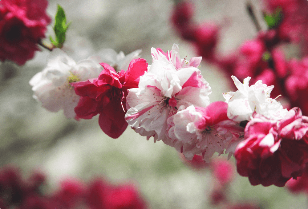 Hanamomo no Sato Peach Blossom Village