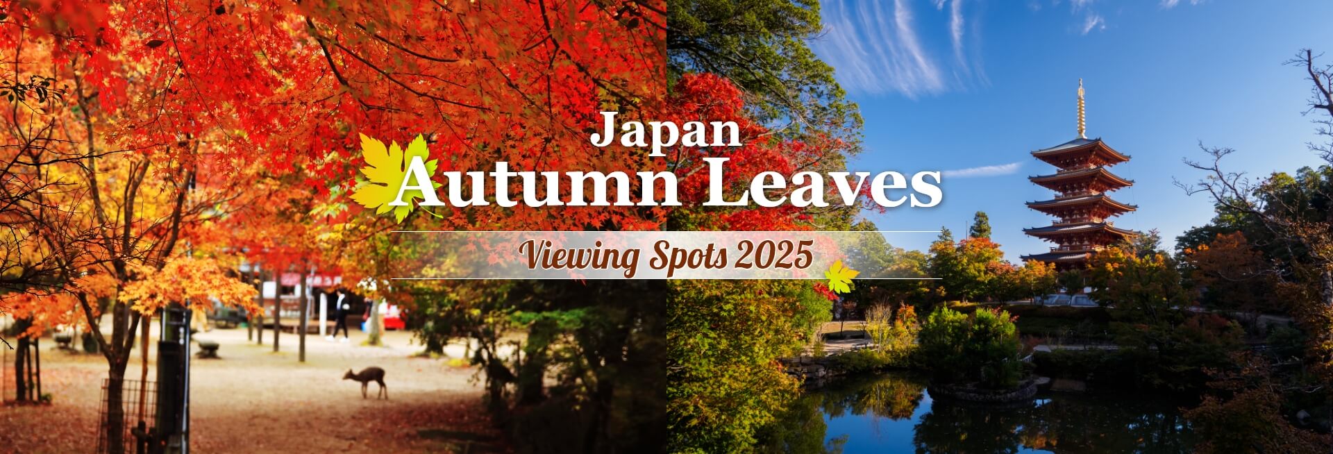 Japan Autumn Leaves Viewing Spots 2025