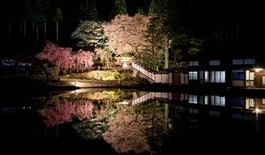 Cherry blossoms of Miyadani (Spring)