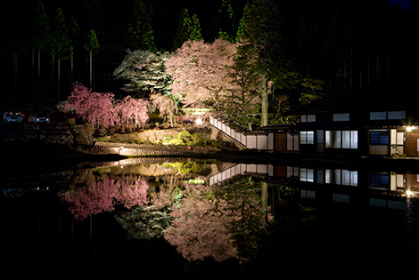 Cherry blossoms of Miyadani (Spring)