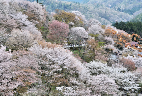 Nara