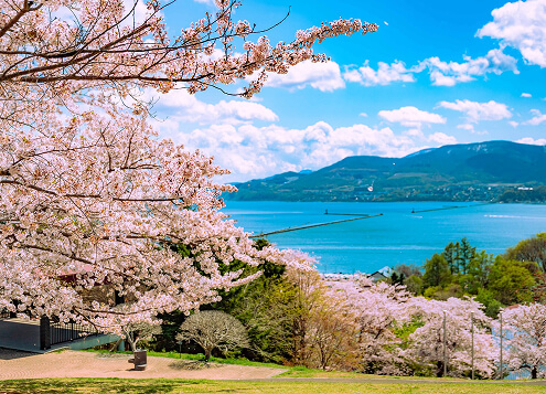 Cherry Blossoms at Otaru Temiya Park