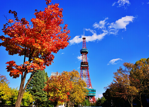 Autumn Leaves at Odori Park