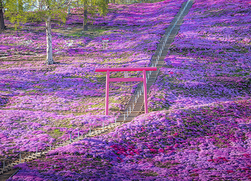 Higashimokoto Moss Phlox