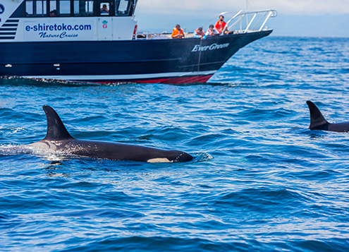 Shiretoko Nature Cruise