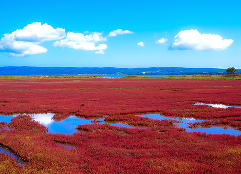 Glasswort at Lake Notoro