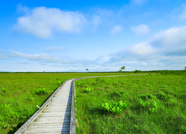 Kushiro Marshland