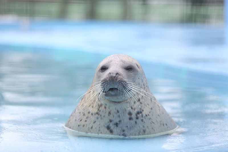 Visiting the zoo: Asahikawa, Biei, Nakafurano, Obihiro