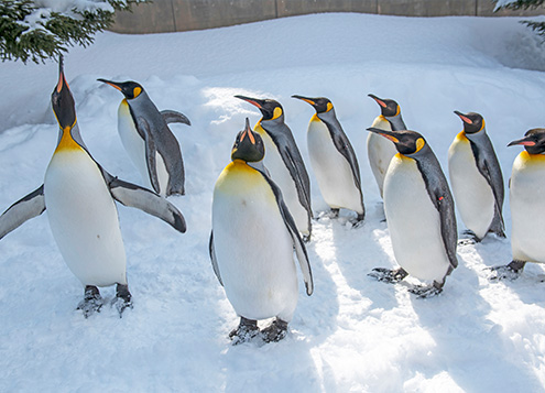 Asahiyama Zoo Penguin Walk