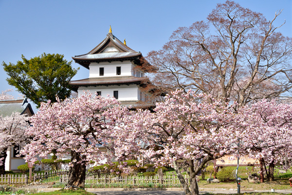 Matsumae Park Cherry Blossoms