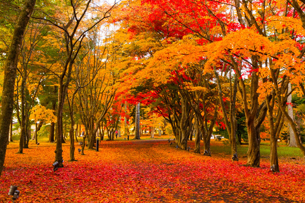Kousetsuen Autumn Foliage Light-up