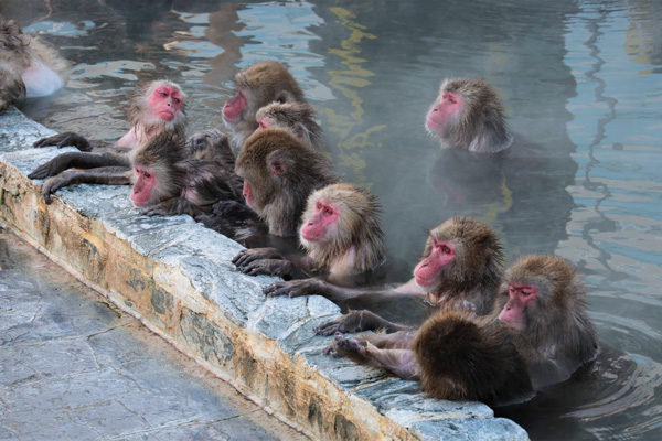 Monkey Mountain Hot Spring in Yunokawa Tropical Botanical Garden
