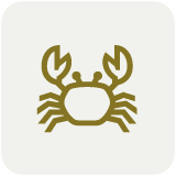 Crab