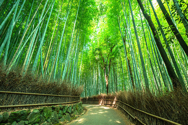 Kyoto Highlights - Arashiyama, Kingakuji, and Fushimi Inari