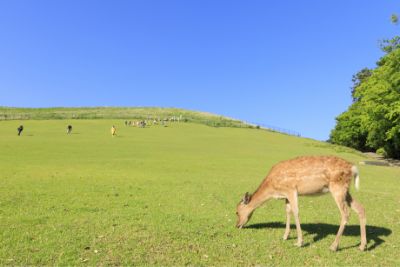 若草山
