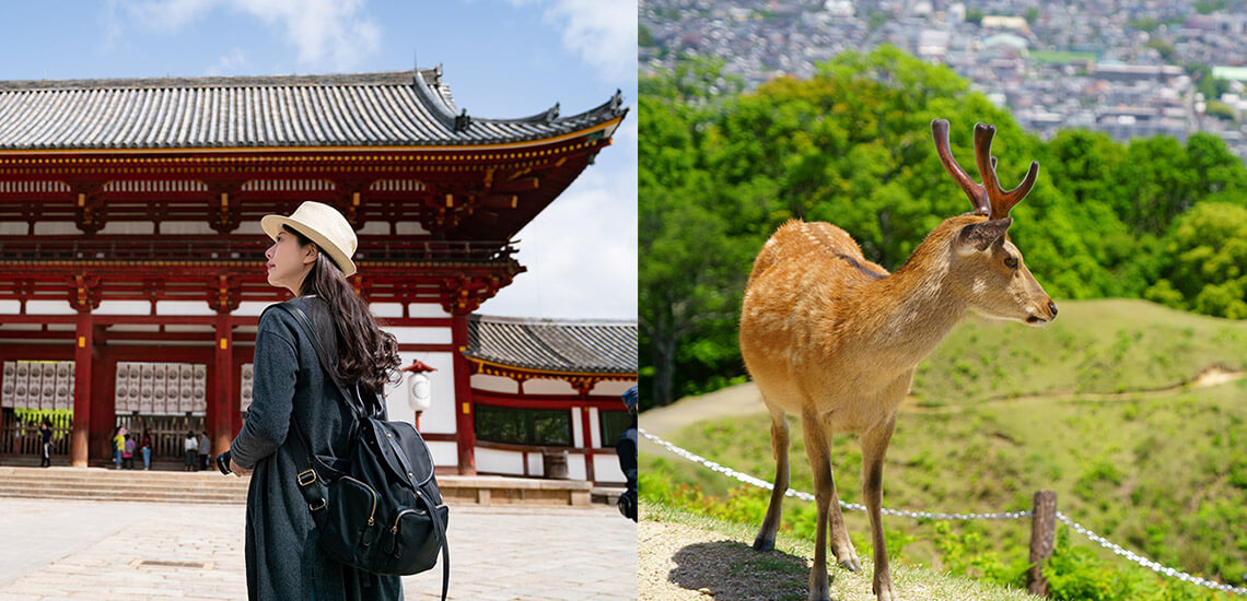 Nara Sightseeing Bus Tour with a guide! 