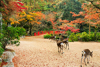 Miyajima Autumn Leaves Tour