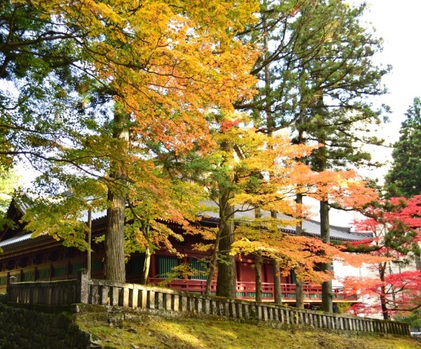 1-Day Autumn Leaves Tour from Tokyo Nikko toshogu & Lake Chuzenji