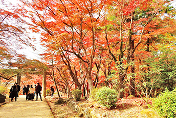 Yamaguchi Autumn Cosmos Tour from Fukuoka