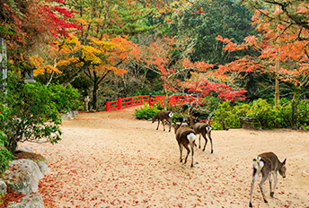 1-Day Awajishima Cosmos Tour from Osaka