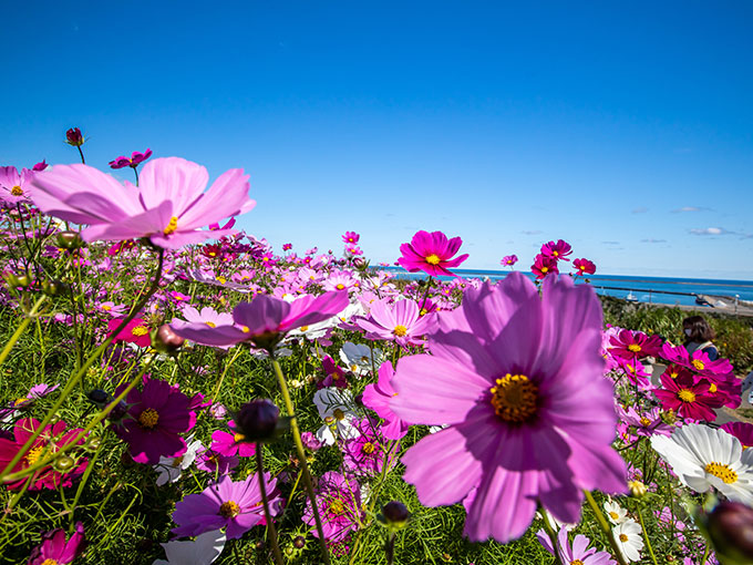 Hitachi Seaside Park