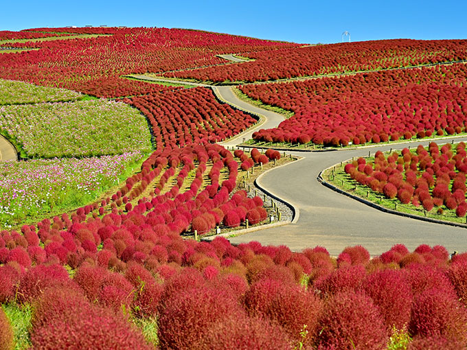 Hitachi Seaside Park