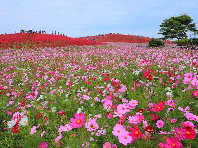 Hitachi Seaside Park