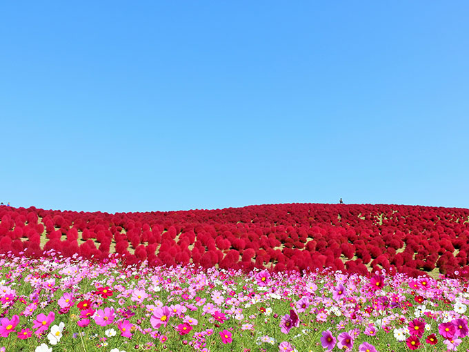 Hitachi Seaside Park